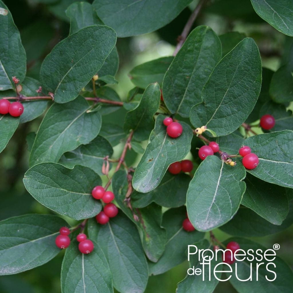 Lonicera tatarica Rosea - Caprifoglio dei Tatari