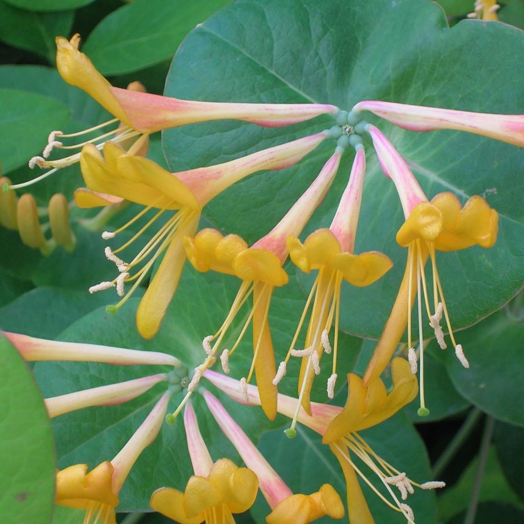 Lonicera tellmaniana - Caprifoglio