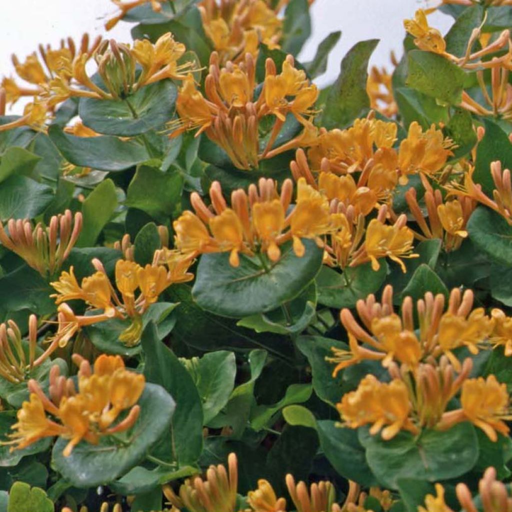Lonicera tellmaniana - Caprifoglio