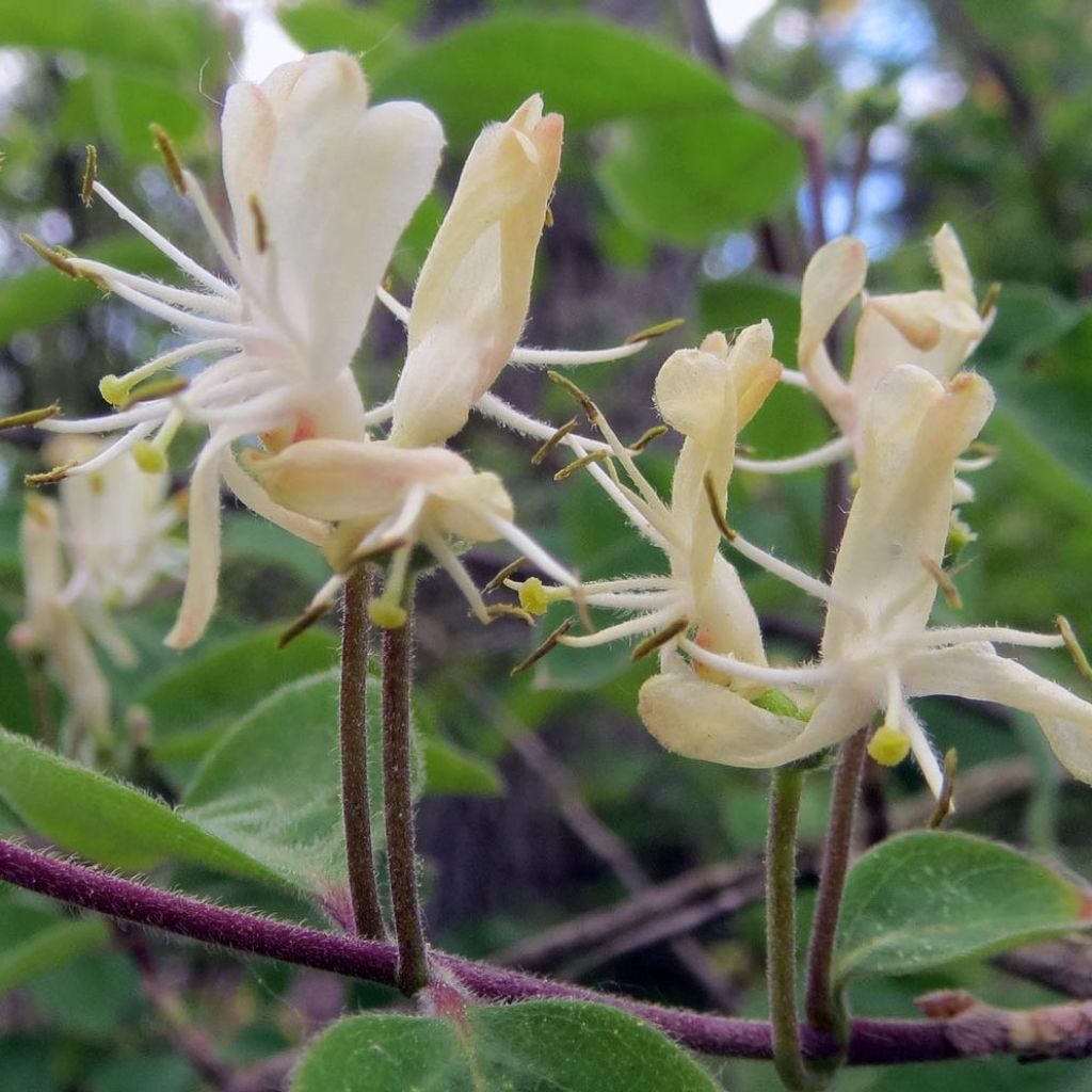 Lonicera xylosteum - Caprifoglio peloso
