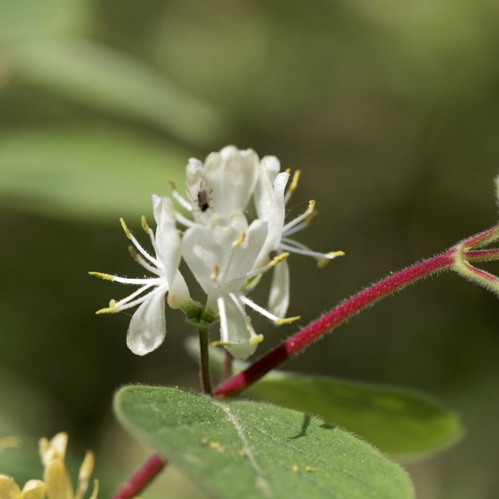 Lonicera xylosteum - Caprifoglio peloso