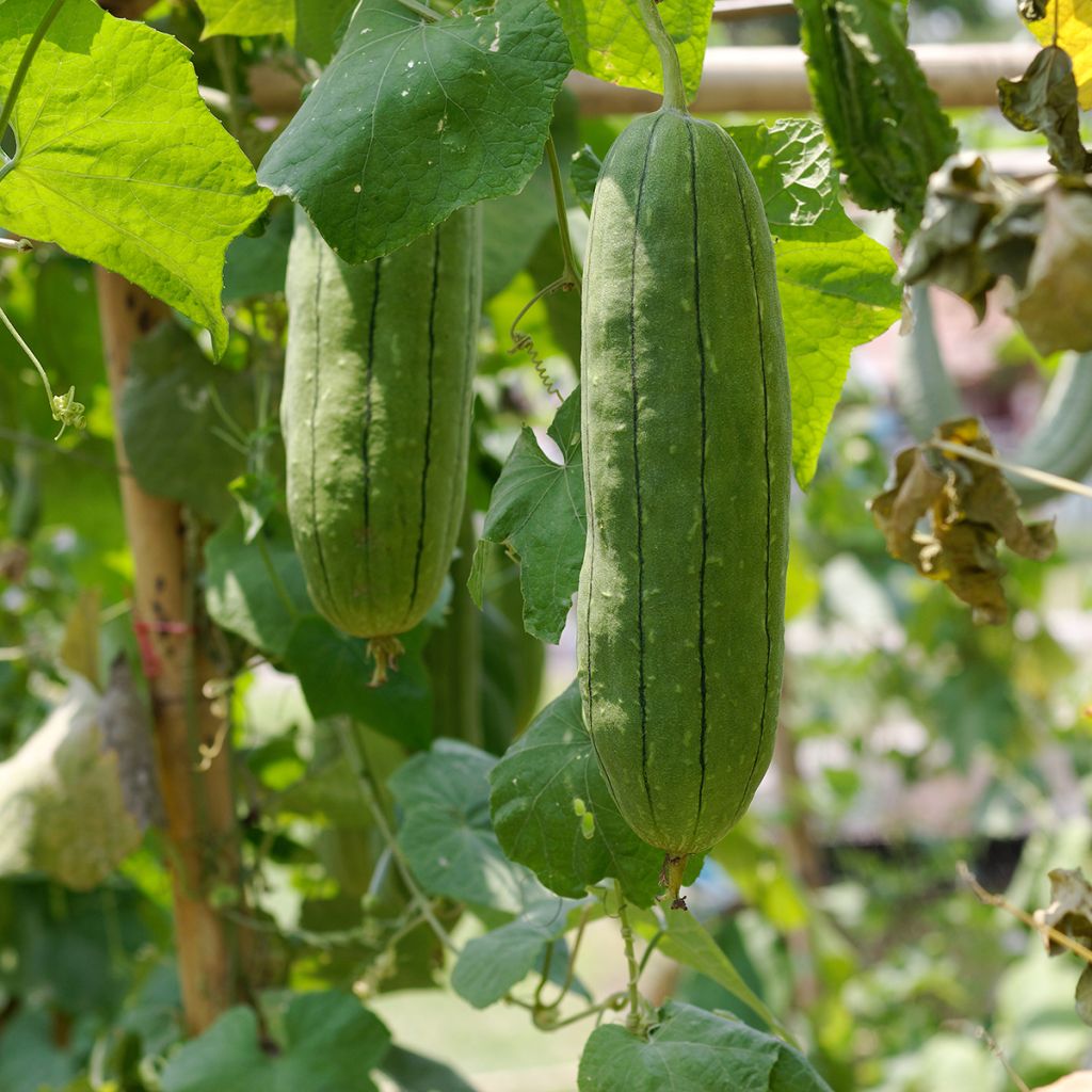 Luffa cylindrica - Girasole
