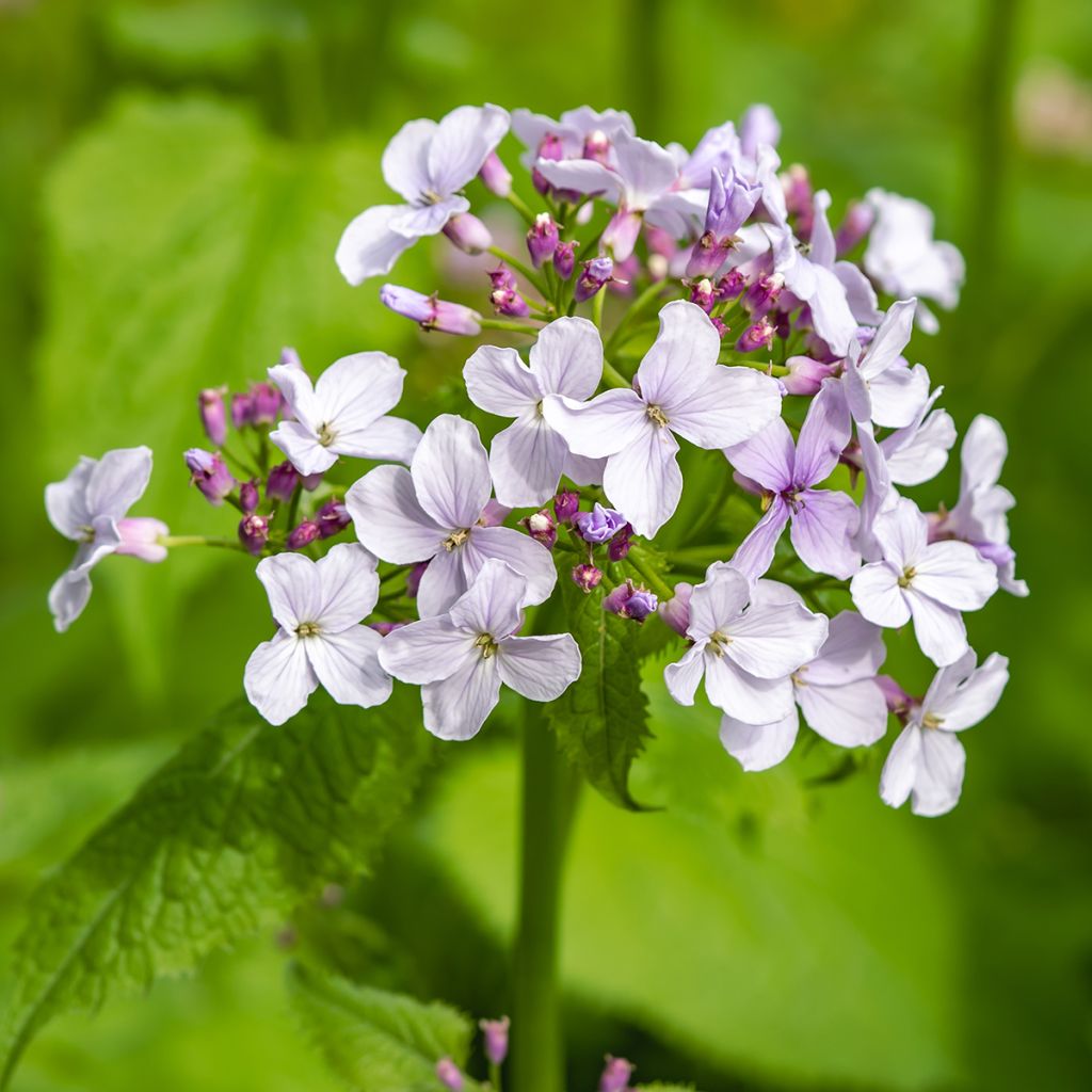 Lunaria rediviva - Lunaria comune