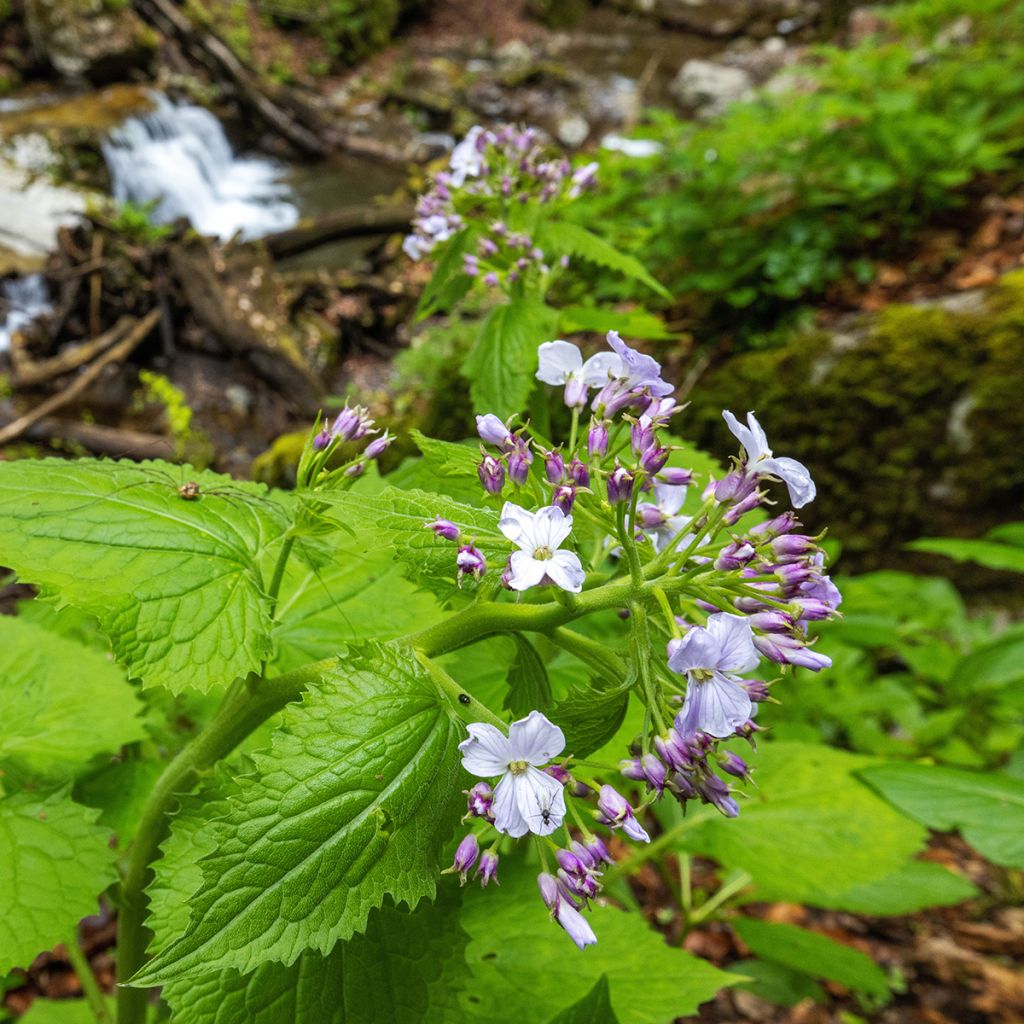 Lunaria rediviva - Lunaria comune