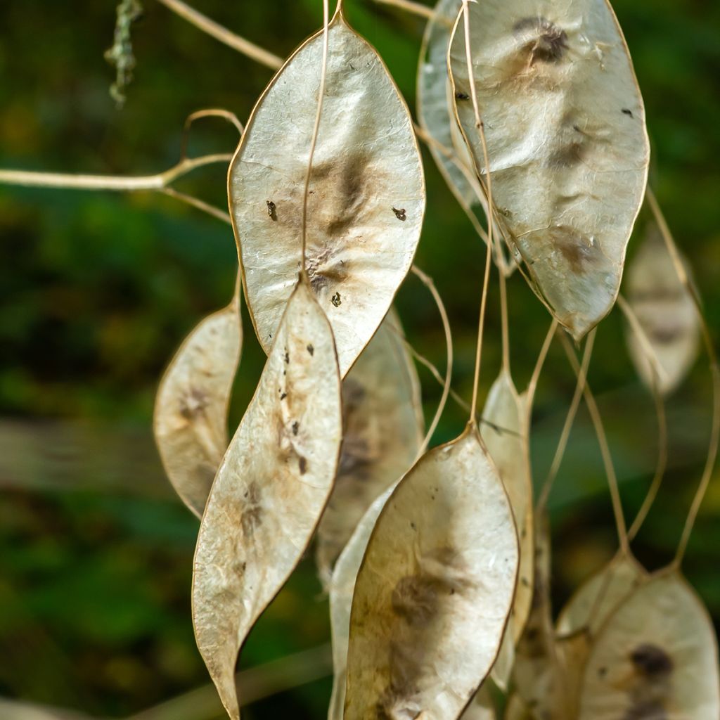 Lunaria rediviva - Lunaria comune
