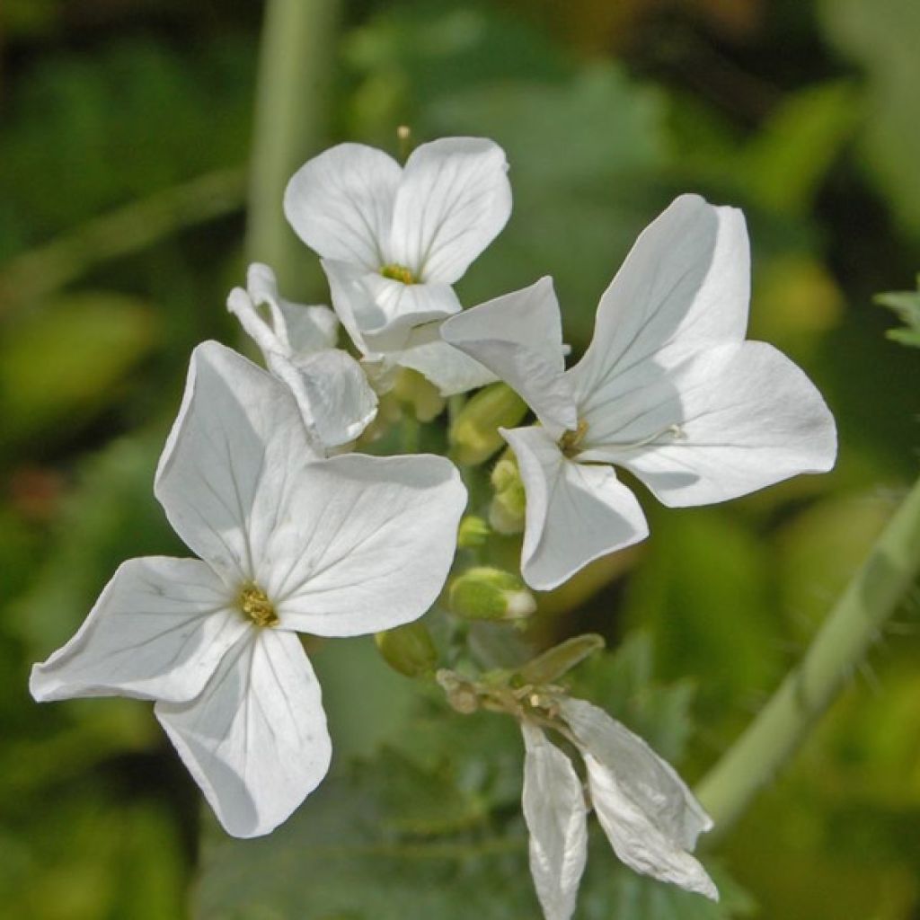 Lunaria annua Alba - Moneta del Papa bianca