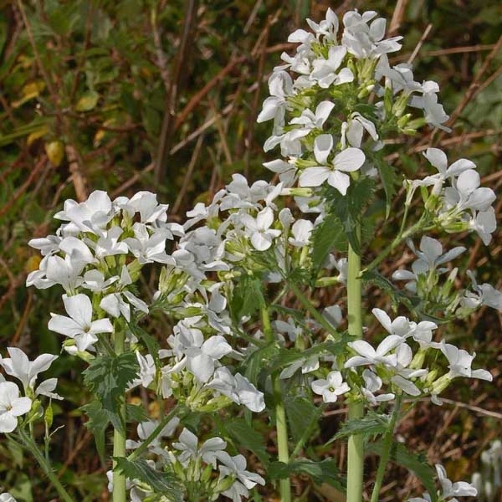 Lunaria annua Alba - Moneta del Papa bianca