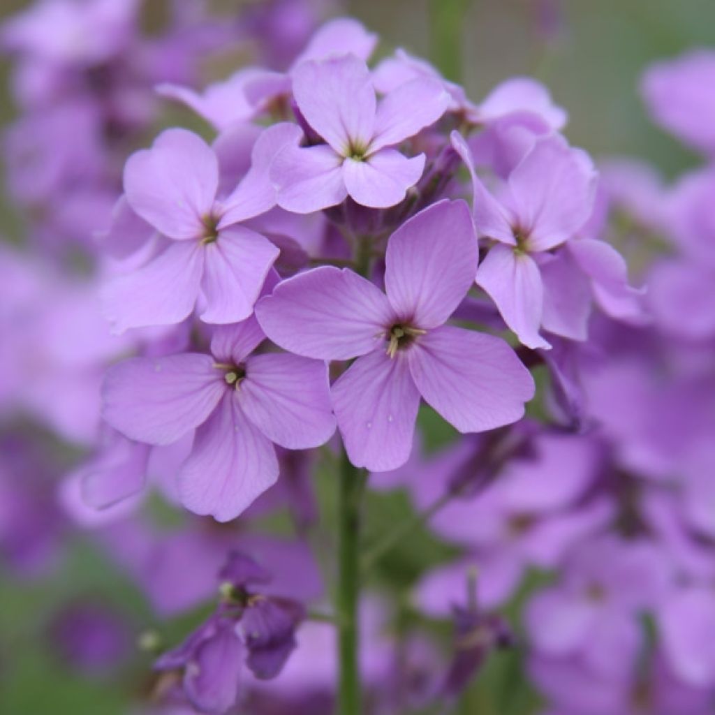 Lunaria annua - Moneta del Papa