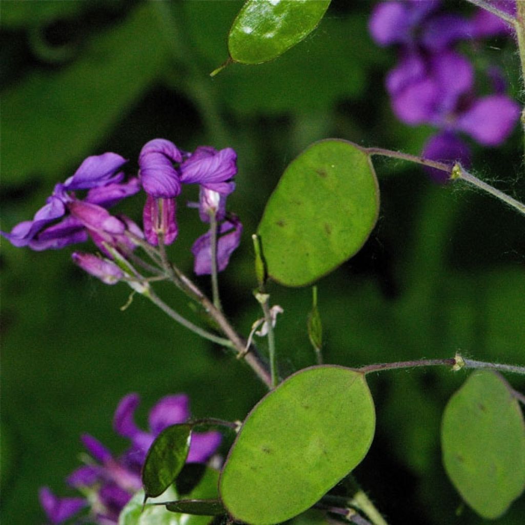 Lunaria annua - Moneta del Papa
