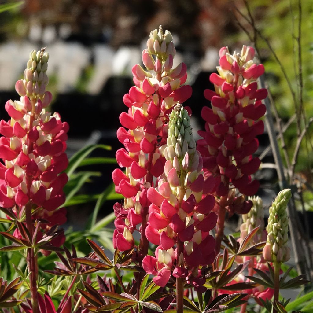 Lupinus West Country Tequila Flame - Lupino