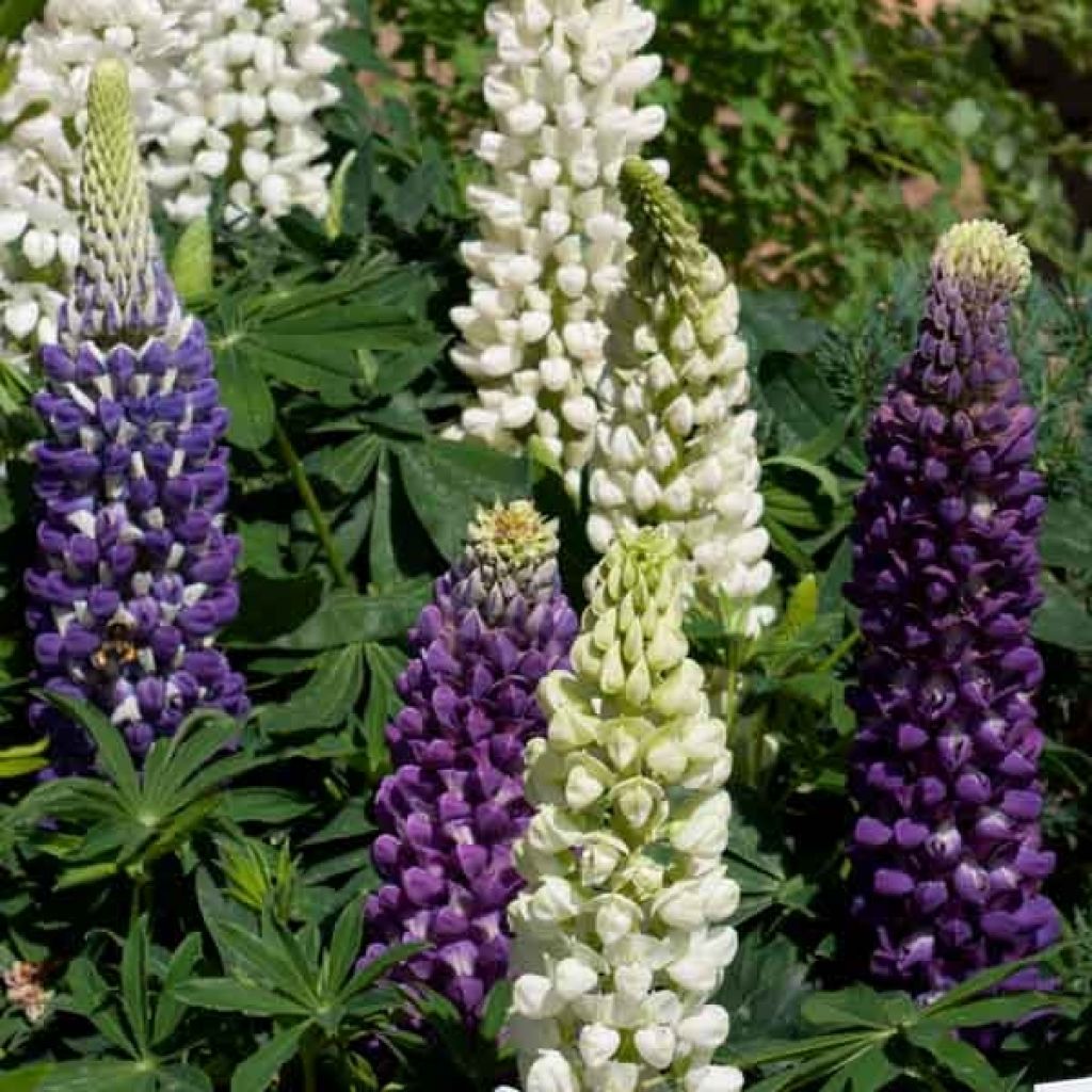 Lupinus Gallery Blue - Lupino