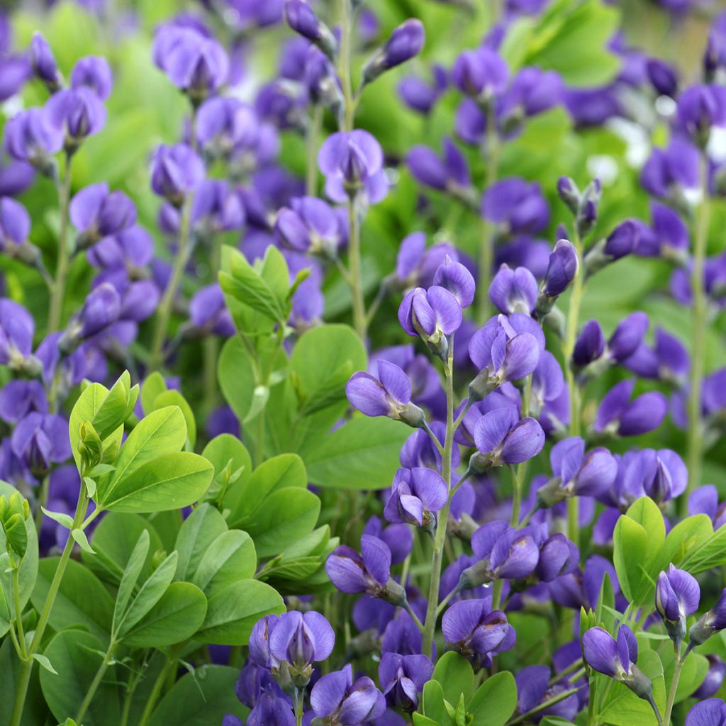 Baptisia Purple Smoke - Indaco falso