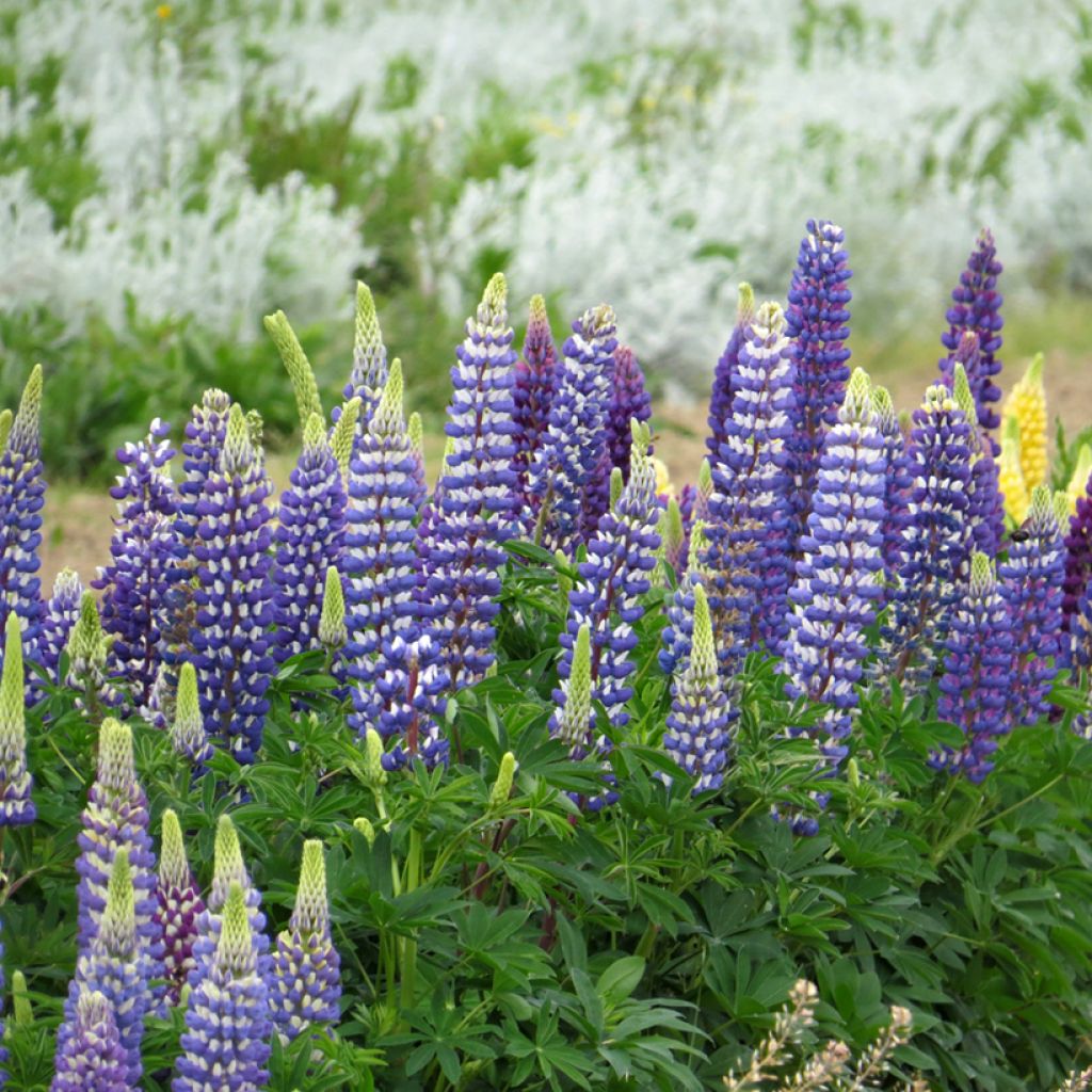 Lupinus polyphyllus Russell Hybrids The Governor - Lupino a fogliole numerose