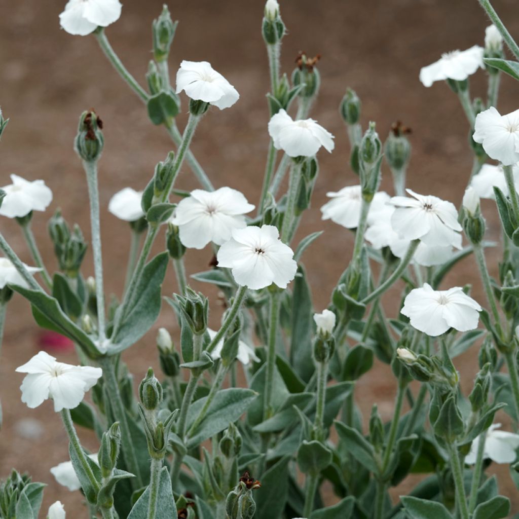Lychnis coronaria Alba - Crotonella coronaria