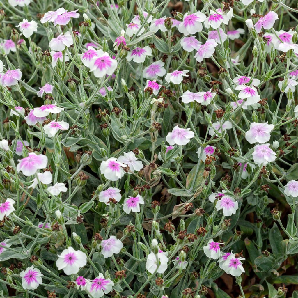 Lychnis coronaria Oculata - Crotonella coronaria
