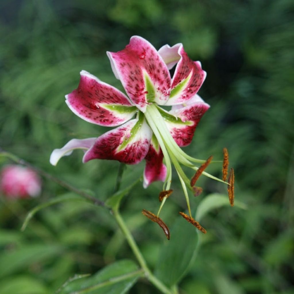 Giglio orientale ibrido Black Beauty