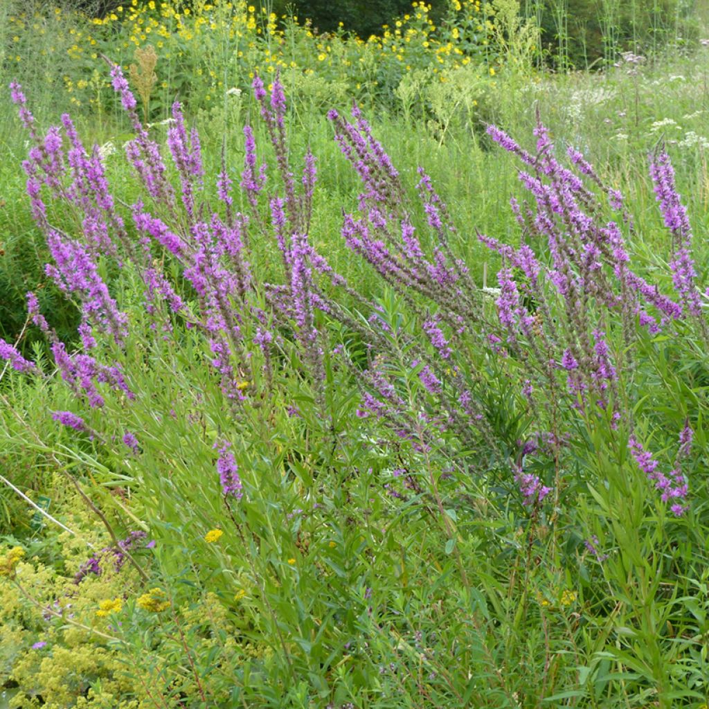 Lythrum salicaria (semi) - Salcerella comune