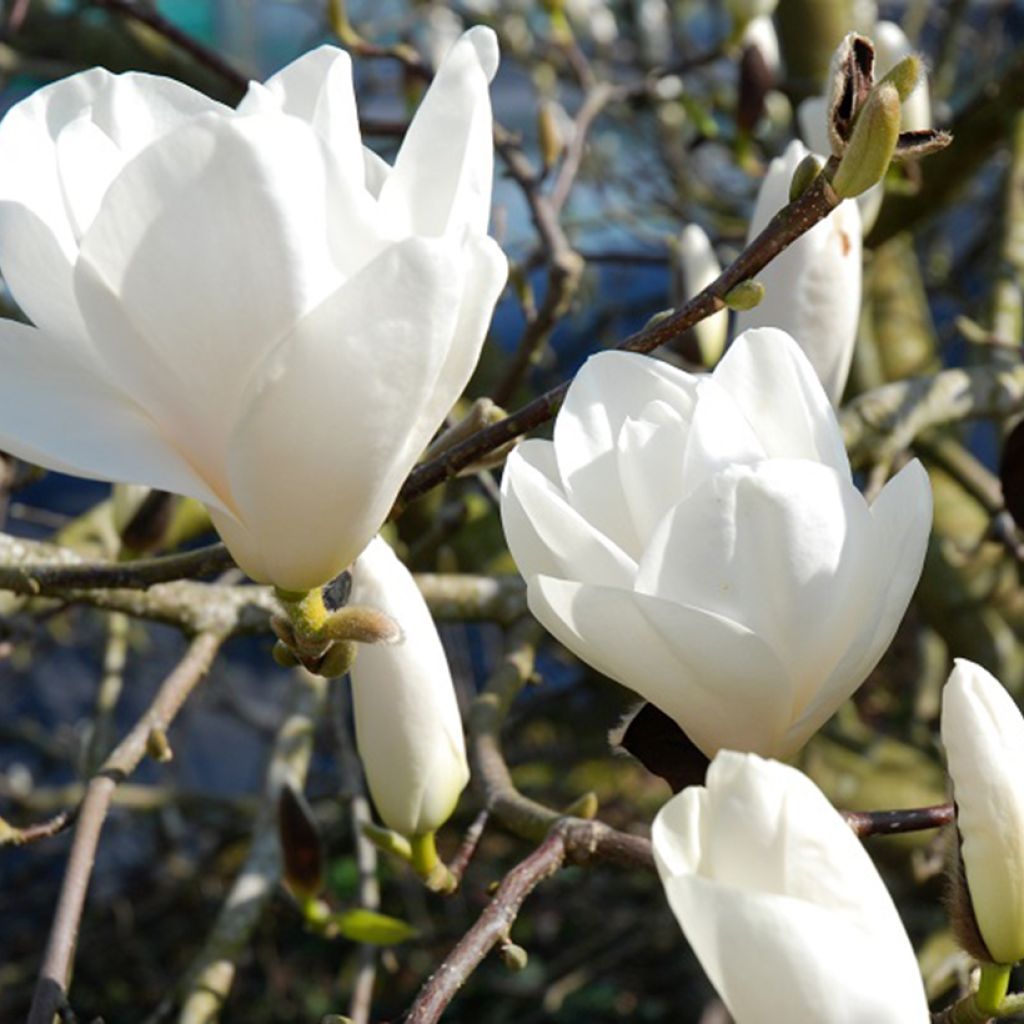 Magnolia Tina durio