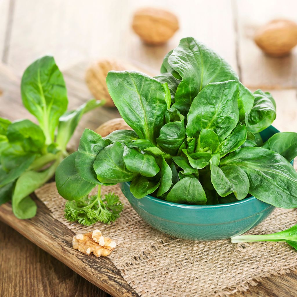 Soncino Verte di Cambrai - Vilmorin