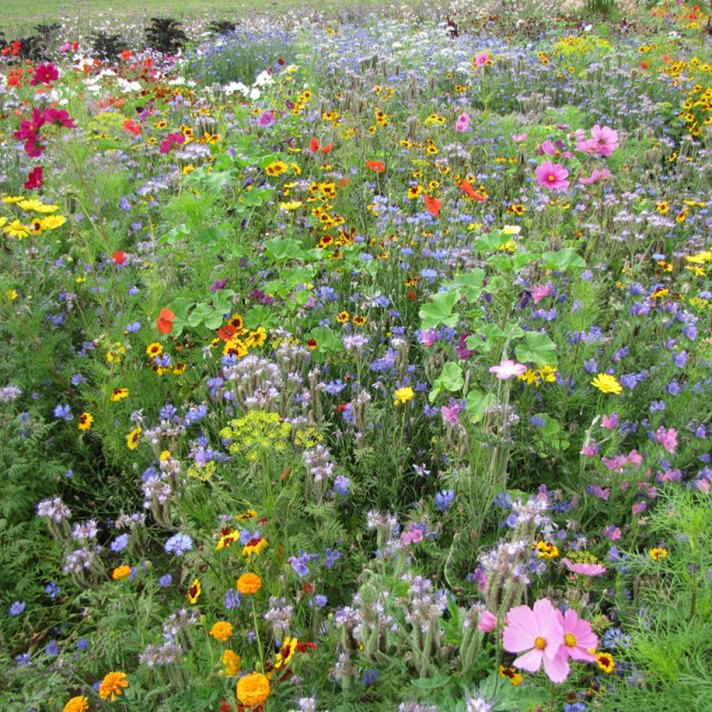 Miscela per attirare il polline