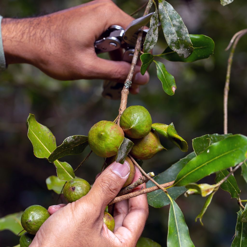 Macadamia integrifolia - Noce di Macadamia