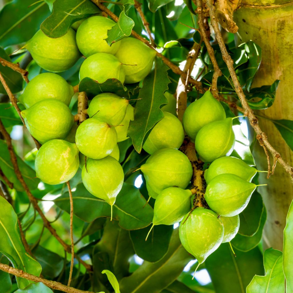 Macadamia integrifolia - Noce di Macadamia