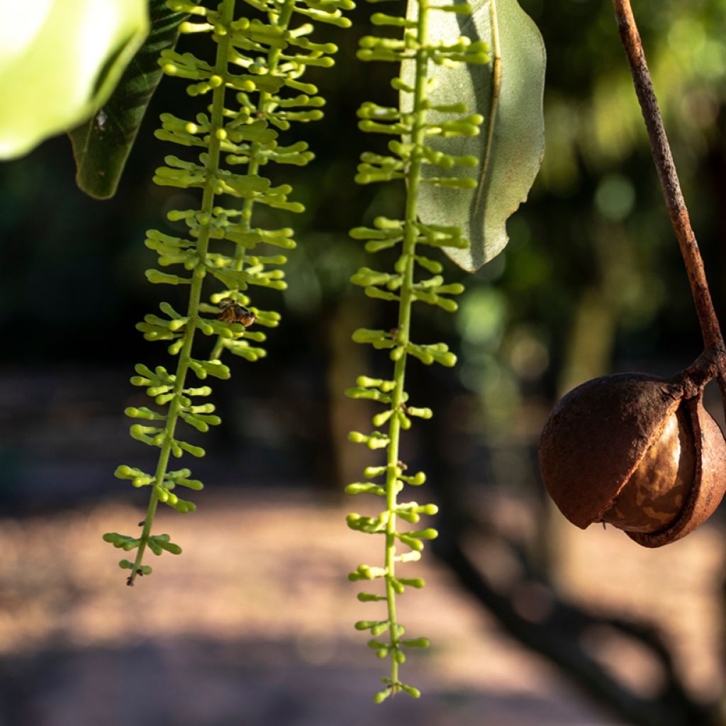 Macadamia integrifolia - Noce di Macadamia
