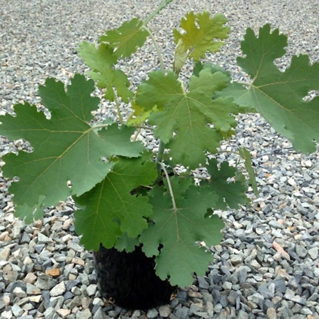 Bocconie cordée Flamingo - Macleaya cordata