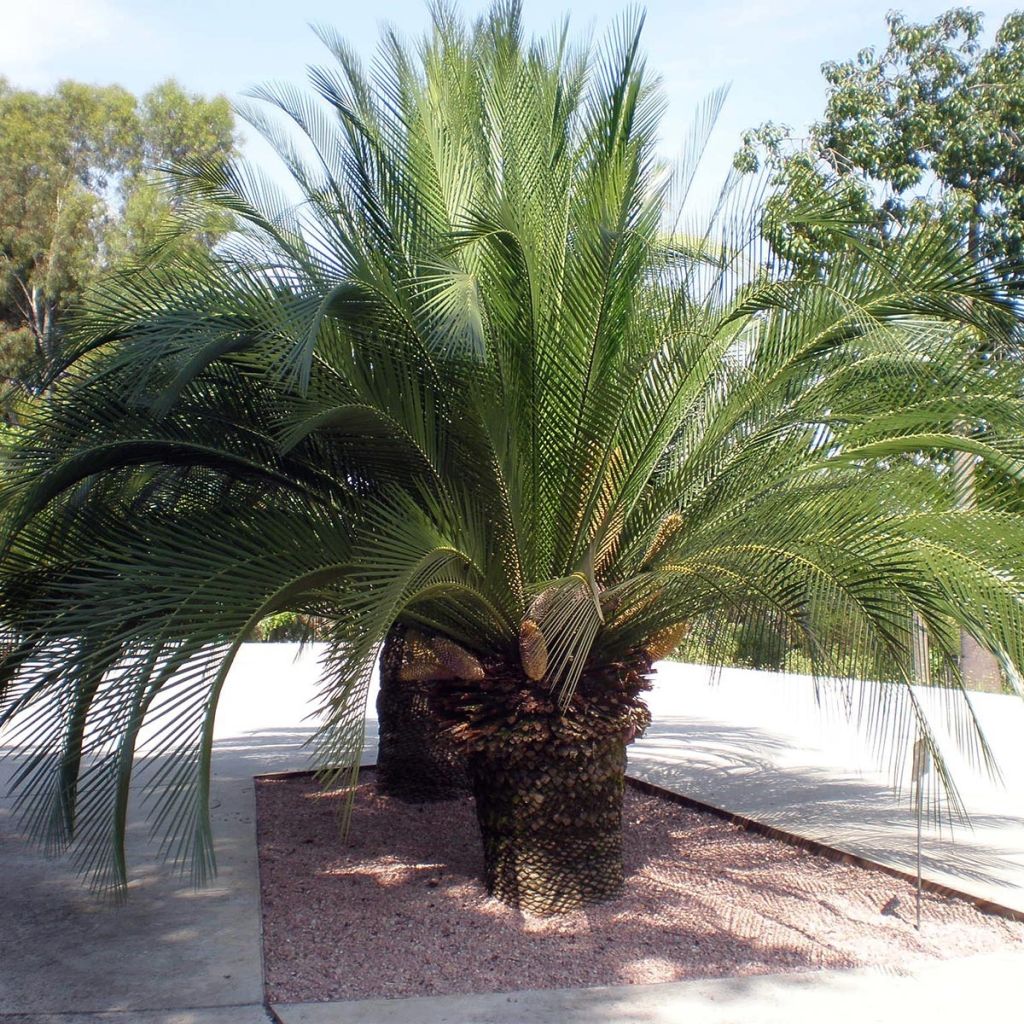 Macrozamia moorei