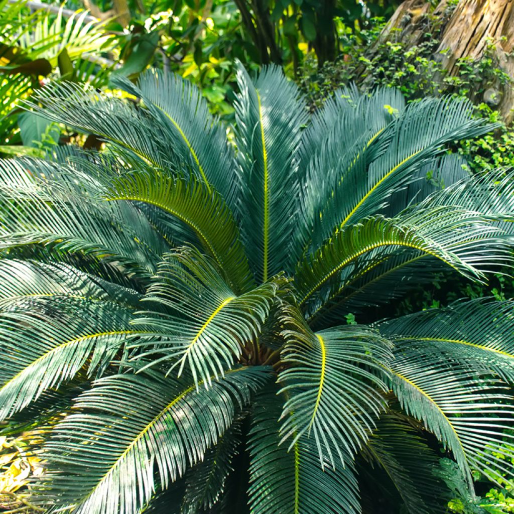 Macrozamia moorei