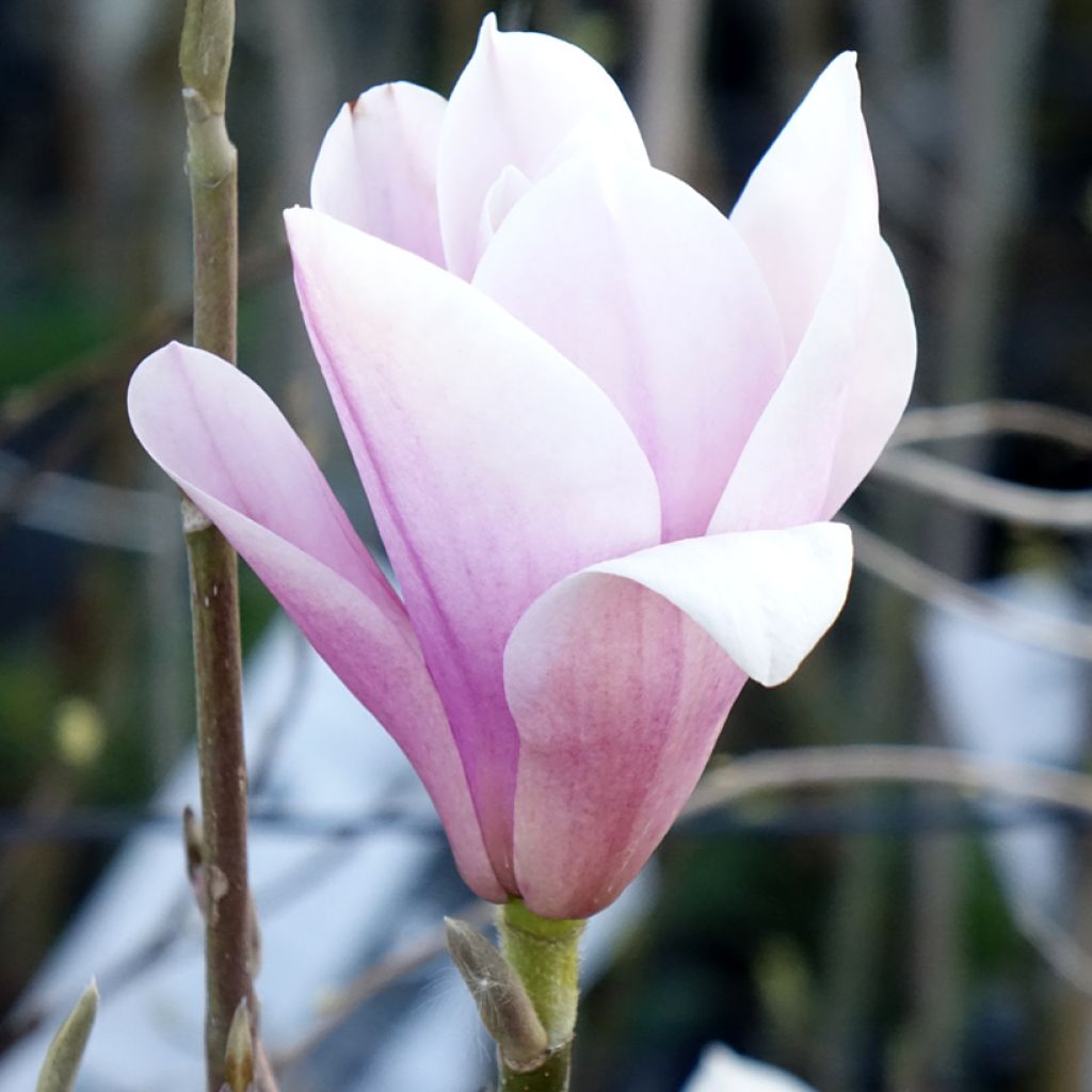 Magnolia Heaven Scent