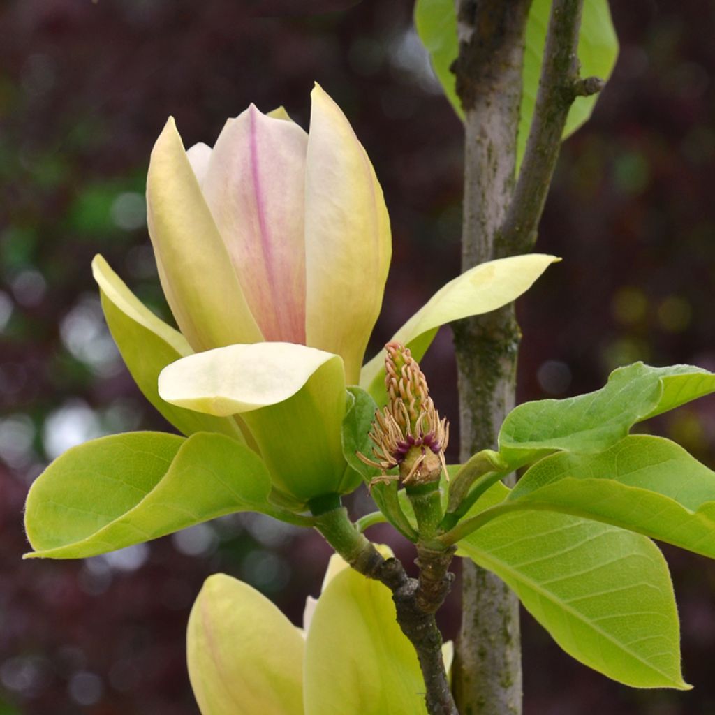 Magnolia Sunspire