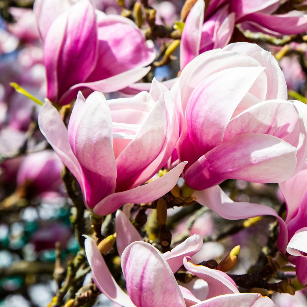 Magnolia soulangeana - Magnolia ibrida