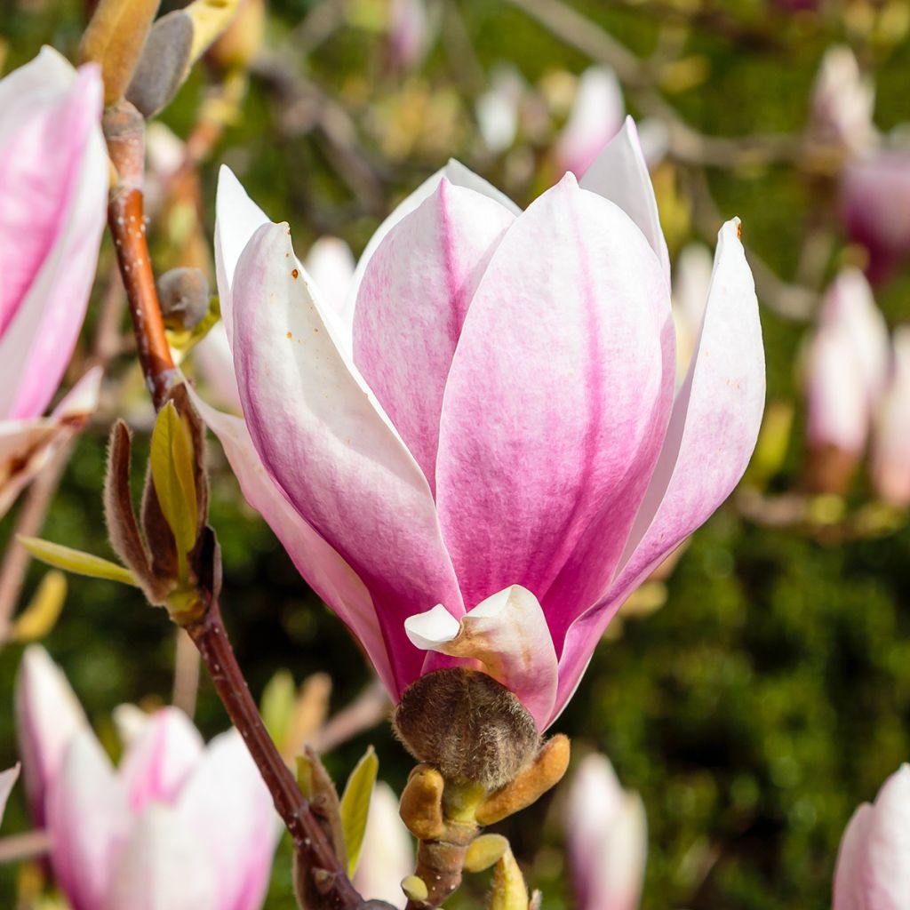 Magnolia soulangeana - Magnolia ibrida