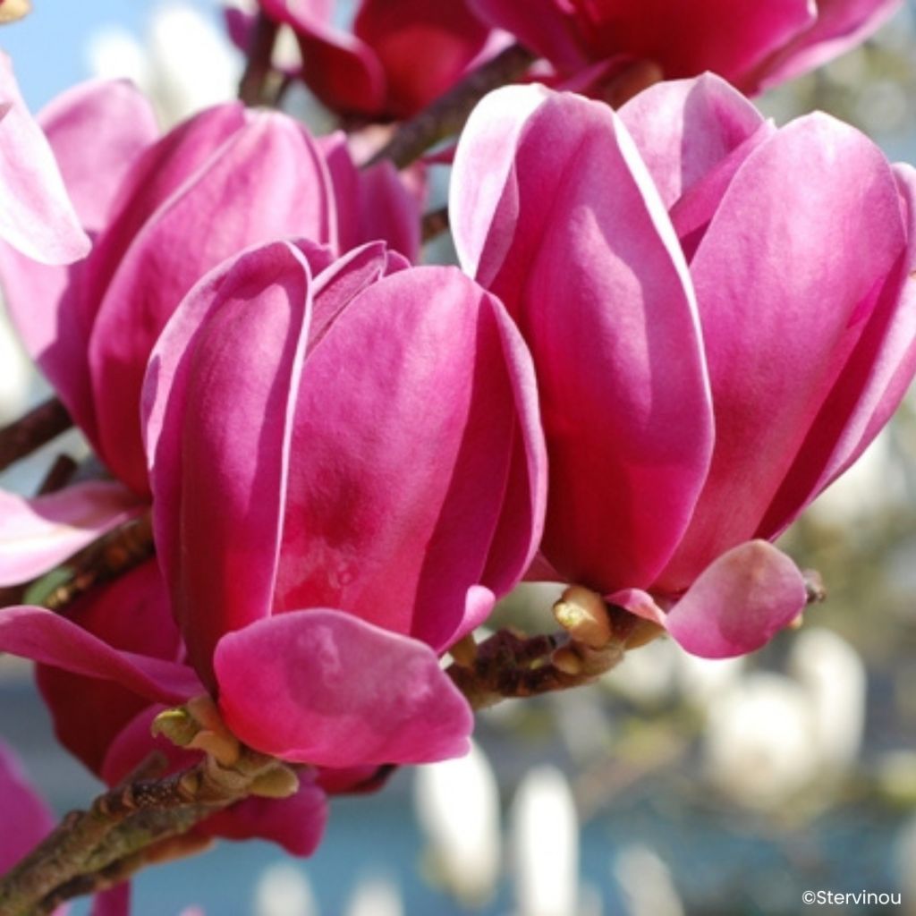 Magnolia innestate Shirazz