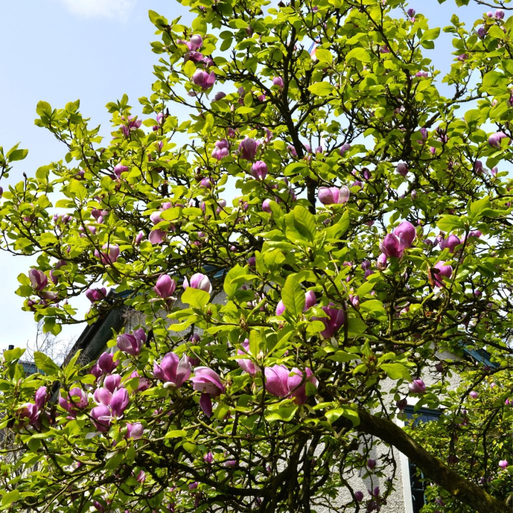 Magnolia innestate Shirazz