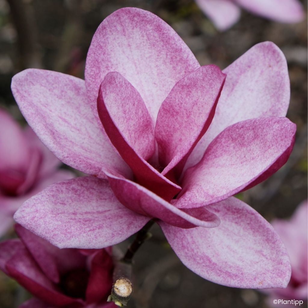 Magnolia innestate Starburst