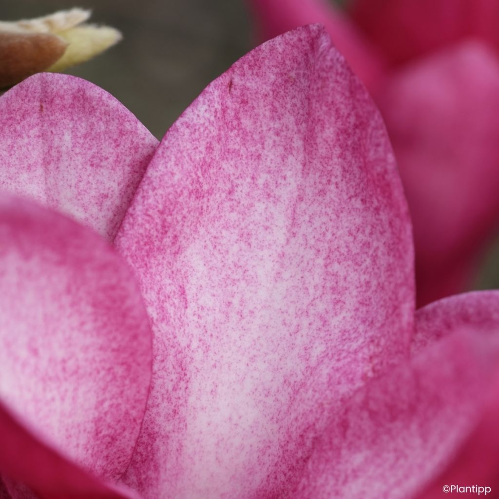 Magnolia innestate Starburst
