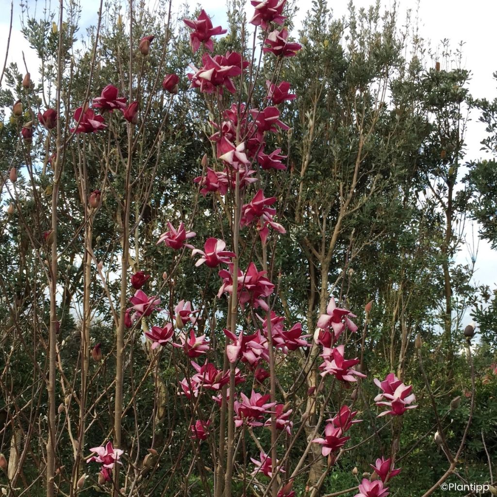 Magnolia innestate Starburst