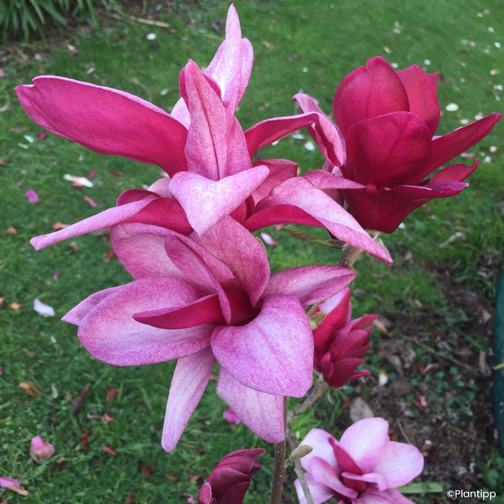 Magnolia innestate Starburst
