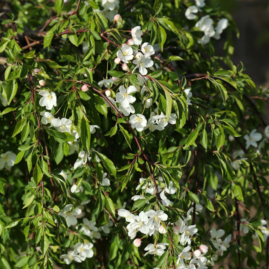 Malus Fontana - Melo da fiore