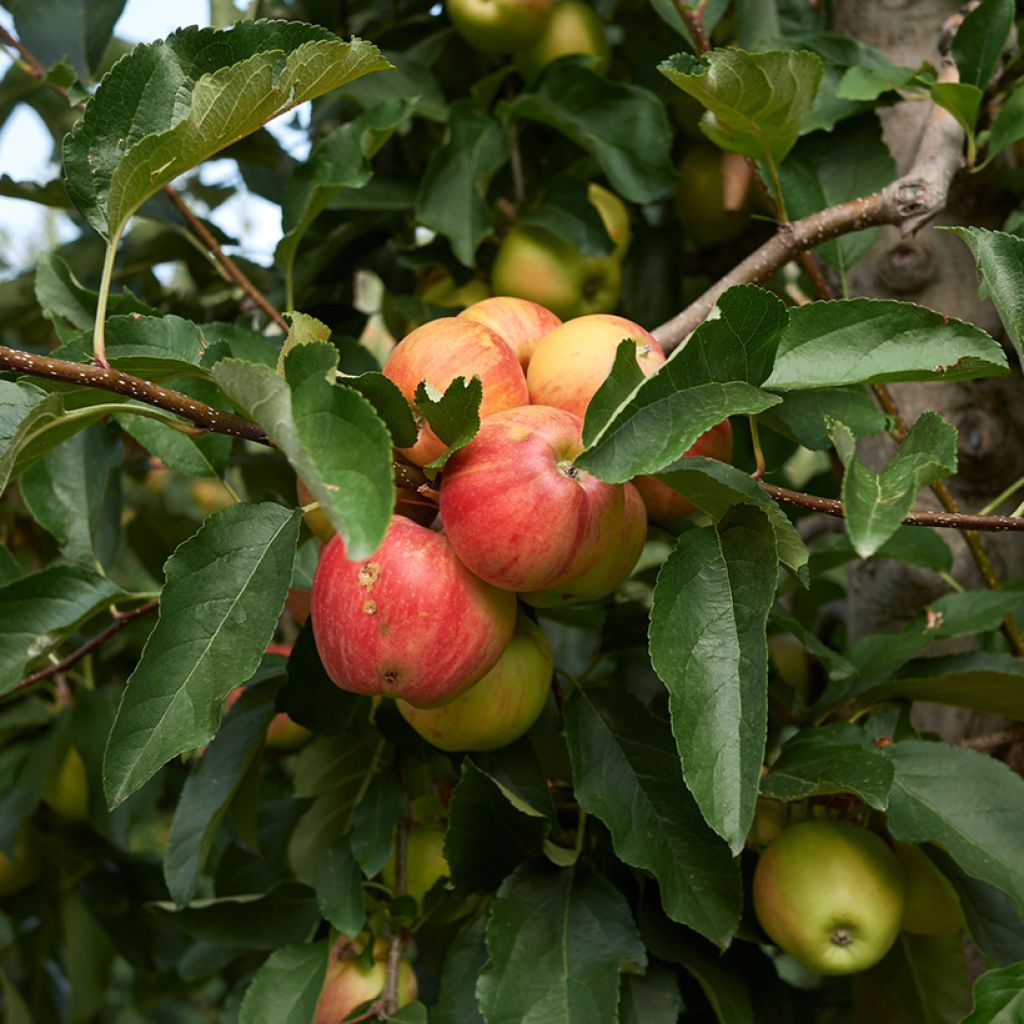Melo Cynamonówka Prążkowana