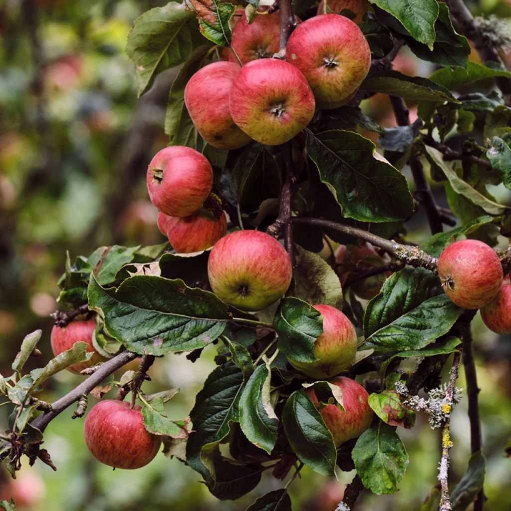 Melo Rarytas Śląski