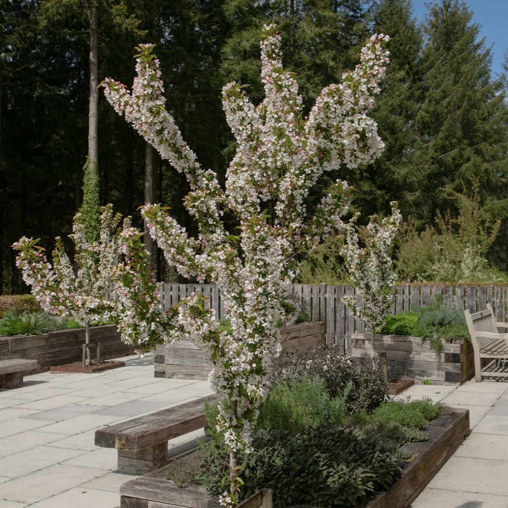 Malus Red Jewel - Melo da fiore