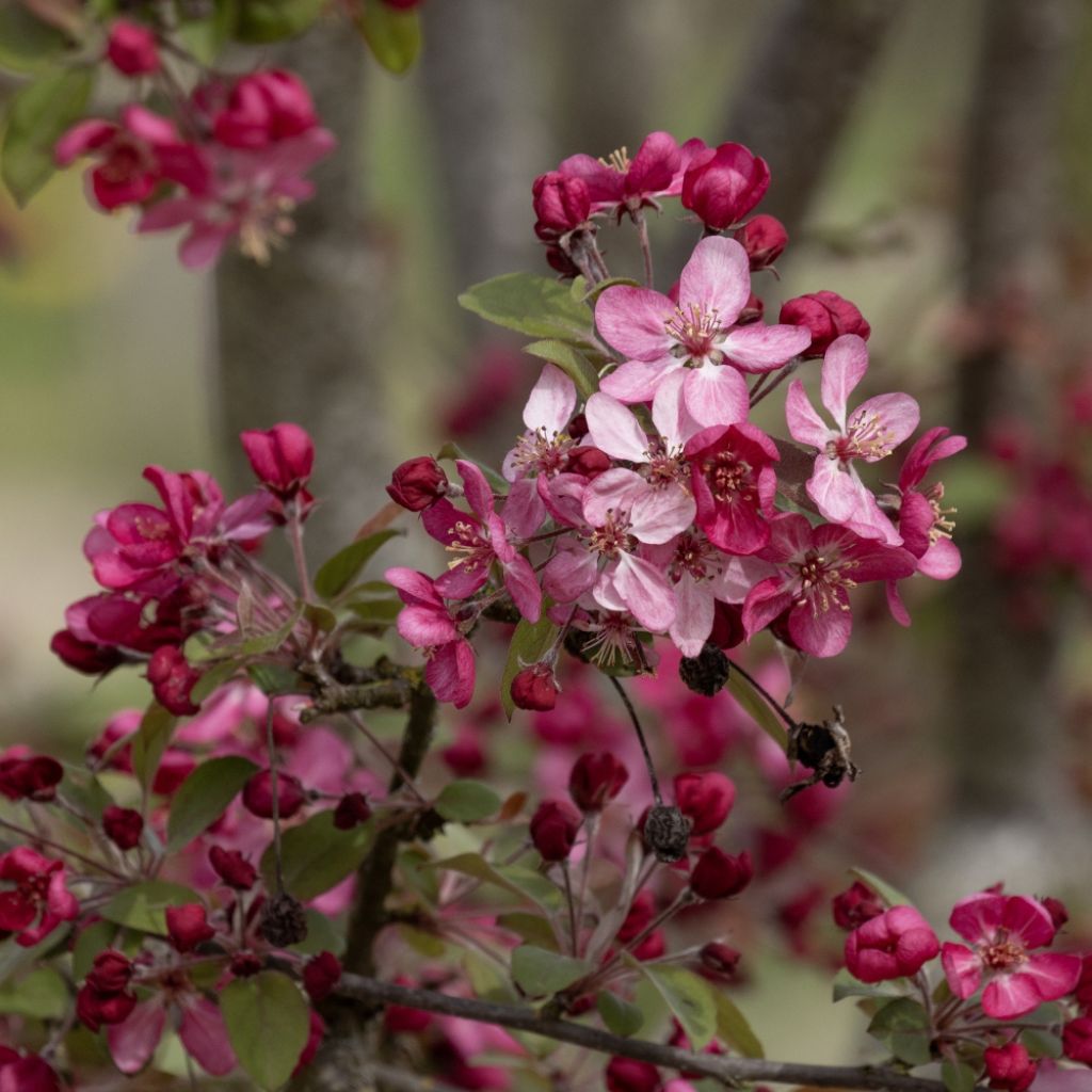Malus Coccinella Courtarou - Melo da fiore