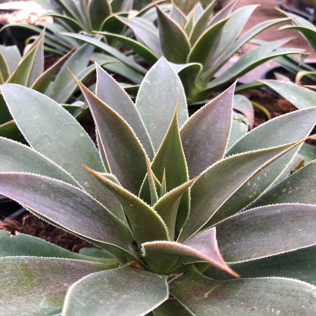 Mangave Lavender Lady