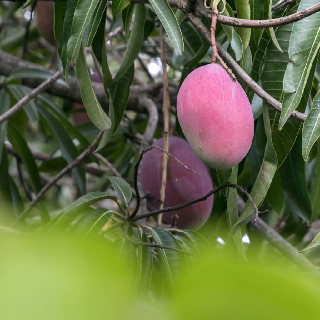 Mango Irwin - Mangifera indica