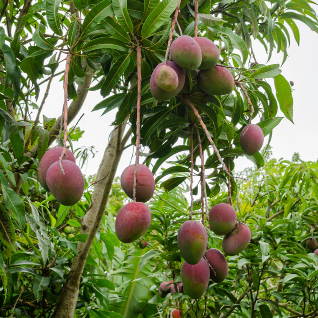 Mango Irwin - Mangifera indica