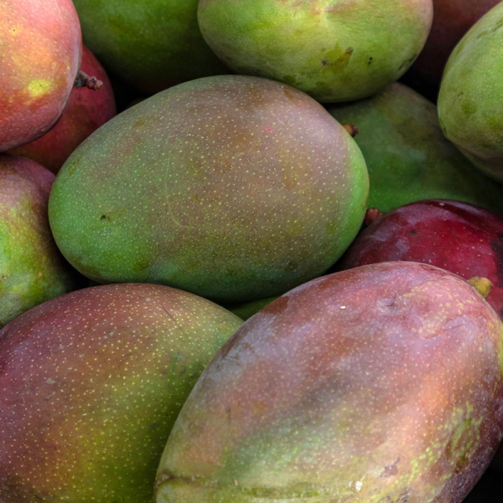 Mango Keitt - Mangifera indica