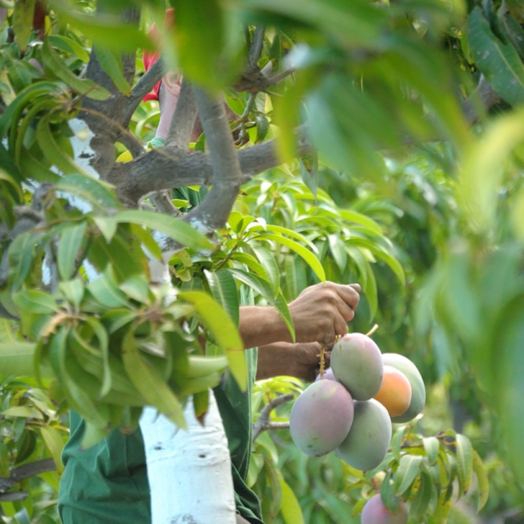 Mango Keitt - Mangifera indica
